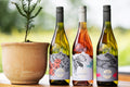 The Yew Tree Wine Collection
